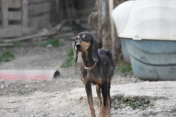 Κυνοκομείο-κολαστήριο στην Σπάρτη: Από τύχη ζουν τα κακοποιημένα σκυλάκια