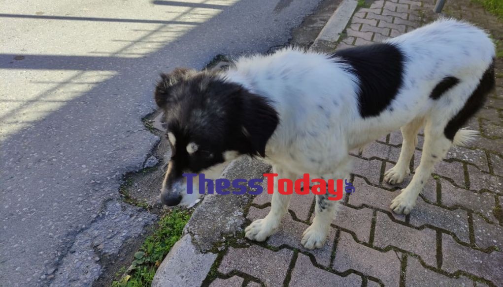 Θεσσαλονίκη: Συγκινεί ο σκύλος της οικογένειας που κάηκε - Σώθηκε επειδή ήταν στην αυλή