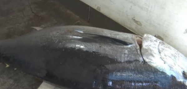 Ιόνιο Πέλαγος: Έπιασαν τόνο 390 κιλών και μήκους 3 μέτρων