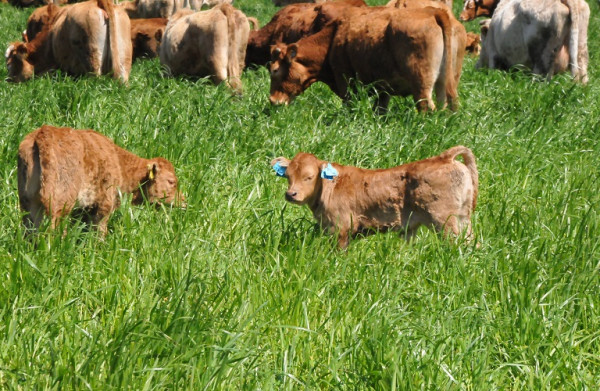 Ποια είναι τα μέσα σήμανσης βοοειδών, αιγοπροβάτων, χοίρων – Οι κυρώσεις