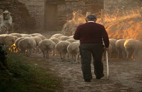 ΣΕΚ: «Πνίγονται» οι κτηνοτρόφοι στα εξώδικα και τις διαταγές πληρωμής