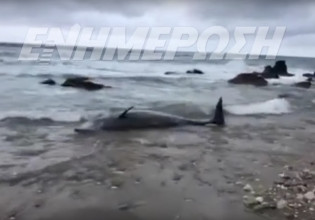 Κέρκυρα: Πώς διασώθηκαν δύο ζιφιοί που εκβράστηκαν στο νησί