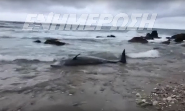 Κέρκυρα: Πώς διασώθηκαν δύο ζιφιοί που εκβράστηκαν στο νησί