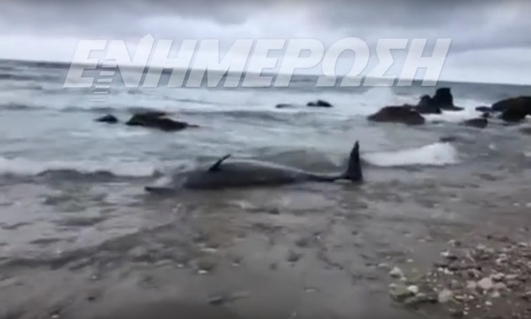 Κέρκυρα: Πώς διασώθηκαν δύο ζιφιοί που εκβράστηκαν στο νησί