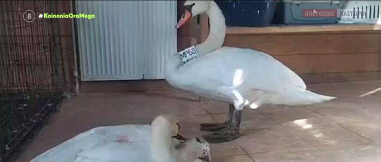 Κύκνος περιμένει το ταίρι του που πέθανε έξω από το κέντρο περίθαλψης