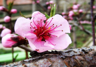 Πυρηνόκαρπα: Προειδοποιήσεις για αντιμετώπιση των προσβολών μονίλιας – εξωασκού