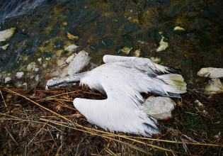 Πρέσπες: Περισσότεροι από 500 αργυροπελεκάνοι νεκροί από τη γρίπη των πτηνών
