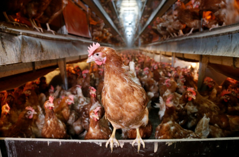 Γρίπη των πτηνών: Κατακραυγή στη Γαλλία για τη μαζική θανάτωση κοτόπουλων με ασφυξία