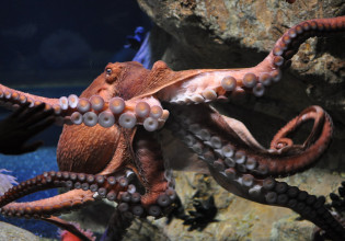 Απολίθωμα 328 εκατ. ετών επιβεβαιώνει ότι τα χταπόδια κατάγονται από «δεκαπόδια»