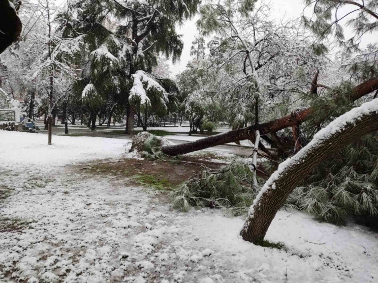 Κατερίνη: Κλείνει το δημοτικό πάρκο λόγω πτώσης δέντρων