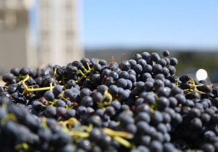 Αμπέλι: Χαμηλές αποδόσεις στις κυριότερες ποικιλίες – Τι δείχνουν οι δηλώσεις συγκομιδής