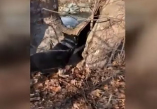 Θεσσαλονίκη: Ο «Ακύλας» μύρισε τα ναρκωτικά που ήταν κρυμμένα σε κορμό δένδρου