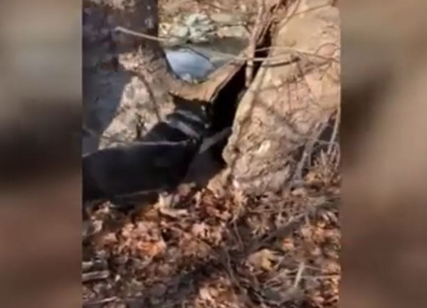 Θεσσαλονίκη: Ο «Ακύλας» μύρισε τα ναρκωτικά που ήταν κρυμμένα σε κορμό δένδρου