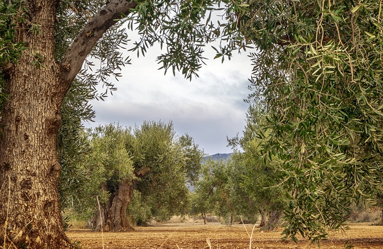 Ελιά: Προληπτικά μέτρα φυτοπροστασίας για την Καρκίνωση