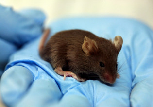 Διαβήτης: Παγκρεατικά κύτταρα που παράγουν ινσουλίνη δημιουργήθηκαν για πρώτη φορά στο εργαστήριο