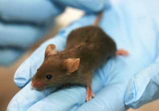 Θεραπεία κυτταρικής αναζωογόνησης αντιστρέφει τη γήρανση σε πειραματόζωα