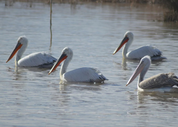 Γρίπη των πτηνών: H ανακοίνωση της κυβέρνησης για τα εκατοντάδες κρούσματα στις Πρέσπες