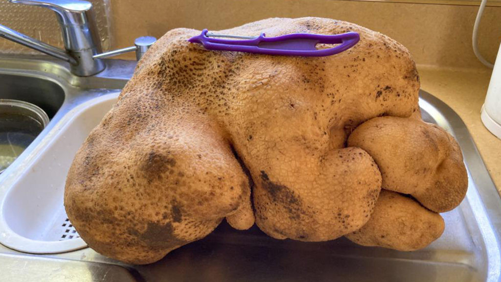 Ρεκόρ Γκίνες: Η «μεγαλύτερη πατάτα του κόσμου» τελικά δεν ήταν πατάτα