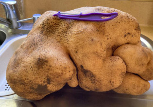 Ρεκόρ Γκίνες: Η «μεγαλύτερη πατάτα του κόσμου» τελικά δεν ήταν πατάτα