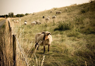 Βόρεια Εύβοια: Πήρε ΦΕΚ η ενίσχυση των κτηνοτρόφων –  40 ευρώ ανά αιγοπρόβατο