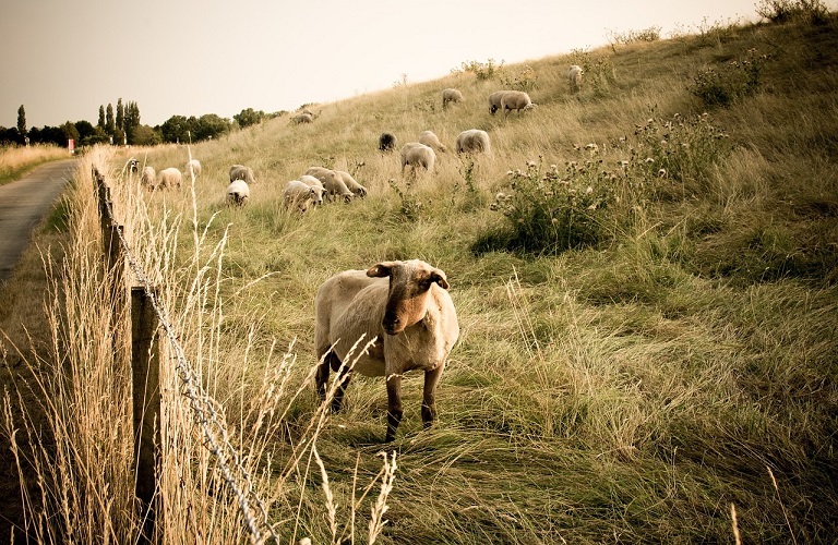 Βόρεια Εύβοια: Πήρε ΦΕΚ η ενίσχυση των κτηνοτρόφων -  40 ευρώ ανά αιγοπρόβατο