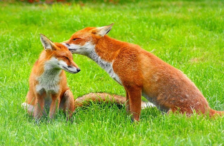 Λύσσα: Σε ποιες περιοχές ξεκινά ο εμβολιασμός των κόκκινων αλεπούδων