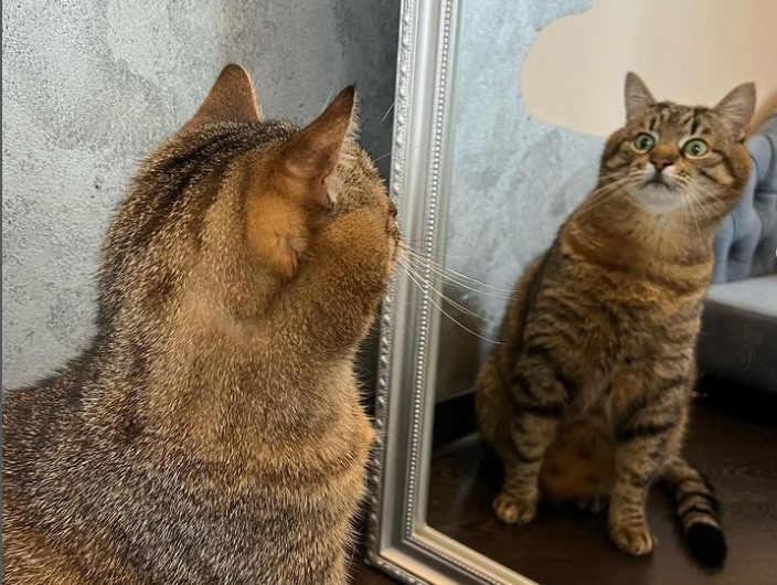 Πόλεμος στην Ουκρανία: Ο διάσημος γάτος Στεπάν από το Χάρκοβο