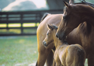 Εγκρίθηκε το πρόγραμμα επιτήρησης για τον πυρετό Δύτικού Νείλου