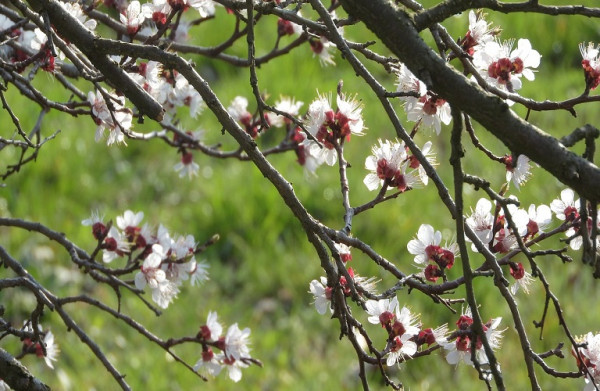 Βερικοκιά: Πώς θα αντιμετωπίσετε τη Μονίλια