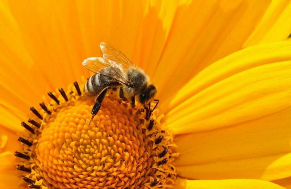 Πώς θα προστατέψετε τις μέλισσες από τους χημικούς ψεκασμούς