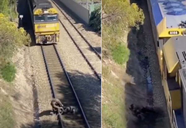 TikTok: «Πόλεμος» για μια διάσωση σκύλου – Είναι ψεύτικο το βίντεο λένε οι ειδικοί