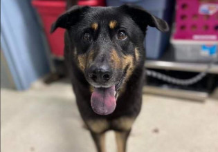 ΗΠΑ: Παράτησαν τον σκύλο τους επειδή… θεώρησαν ότι είναι gay και τον υιοθέτησε ζευγάρι ομοφυλόφιλων