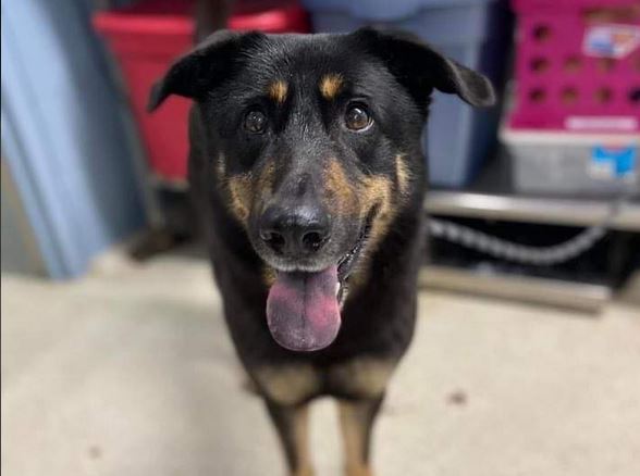 ΗΠΑ: Παράτησαν τον σκύλο τους επειδή… θεώρησαν ότι είναι gay και τον υιοθέτησε ζευγάρι ομοφυλόφιλων