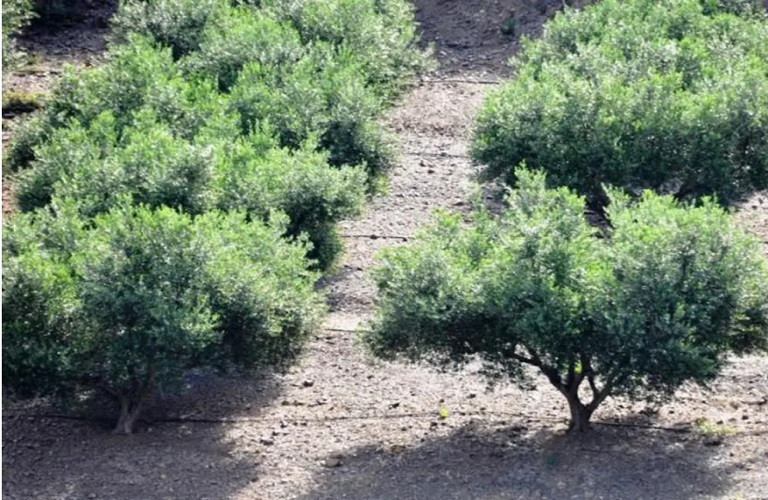Ελιά: Πώς να αντιμετωπίσετε τον κίνδυνο μειωμένης καρπόδεσης