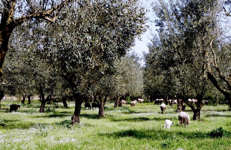 Ελιά: Τι προκαλεί ο μύκητας του κυκλοκονίου – Τρόποι αντιμετώπισης