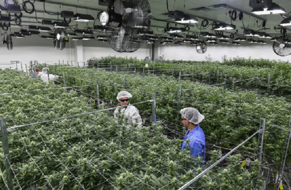 Φαρμακευτική κάνναβη: Όροι και προϋποθέσεις για την καλλιέργεια και την μεταποίηση