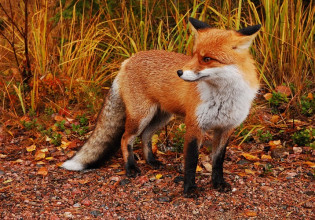 Λύσσα: Εμβολιασμός των κόκκινων αλεπούδων με εμβόλια- δολώματα