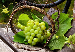 Αμπέλι: Καταρτίστηκε ο εθνικός κατάλογος ποικιλιών – Τι περιλαμβάνει