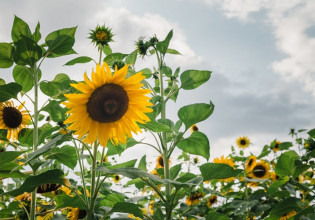 Ηλίανθος: Μειώνεται η καλλιέργεια στην Εορδαία