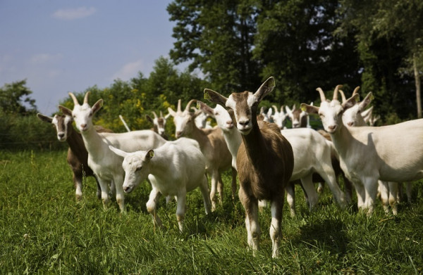Πρόγραμμα περισυλλογής νεκρών ζώων: Οδηγίες προς κτηνοτρόφους