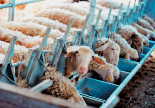 Ζωοτροφές: 40 εκατ. ευρώ για την στήριξη των κτηνοτρόφων