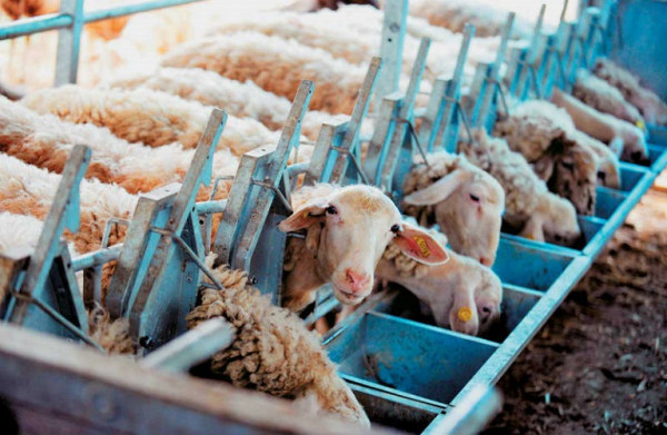 Ζωοτροφές: 40 εκατ. ευρώ για την στήριξη των κτηνοτρόφων
