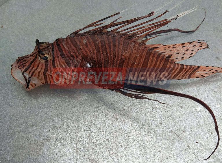Πρέβεζα: Εμφανίστηκε και πάλι το δηλητηριώδες λεοντόψαρο