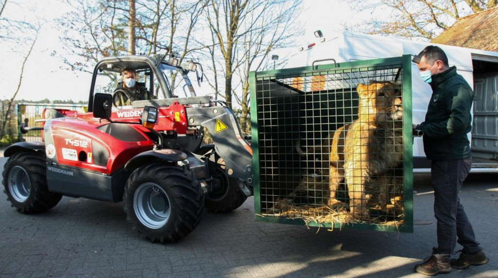 Πόλεμος στην Ουκρανία: Σε βελγικό καταφύγιο δύο λιοντάρια από το Κιέβο