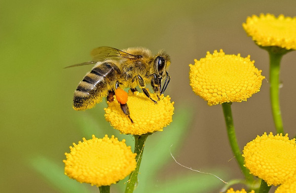 Μέλισσες: Τι πρέπει να προσέξουν αγρότες και μελισσοκόμοι με την έναρξη των ανθοφοριών