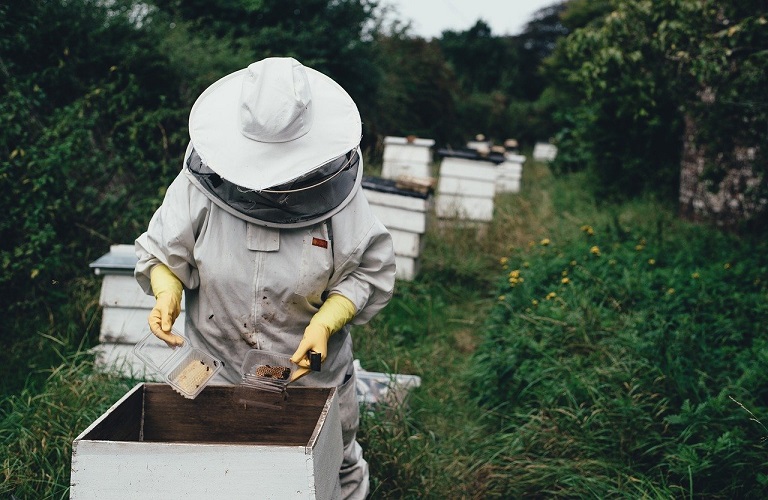 ΕΛΓΟ – Δήμητρα: Ξεκινούν προγράμματα κατάρτισης για μελισσοκόμους – Τι περιλαμβάνουν