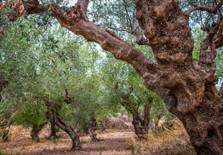 Ελιά: Τι προκαλούν τα ξυλοφάγα έντομα στα δέντρα