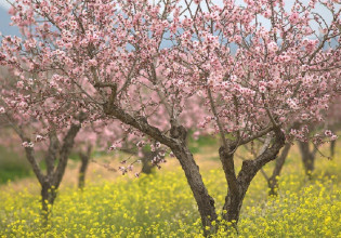 Αναδιάρθρωση καλλιεργειών: Σε διαβούλευση η πρόσκληση – Δικαιούχοι και επιλέξιμες δαπάνες