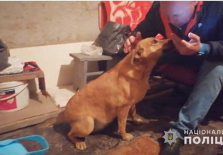 Ουκρανία: Σκύλος προειδοποιεί για τους βομβαρδισμούς πριν χτυπήσουν οι σειρήνες