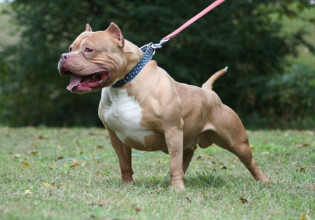 Βελεστίνο: Σκύλος επιτέθηκε σε μαθήτρια μέσα στο σχολείο